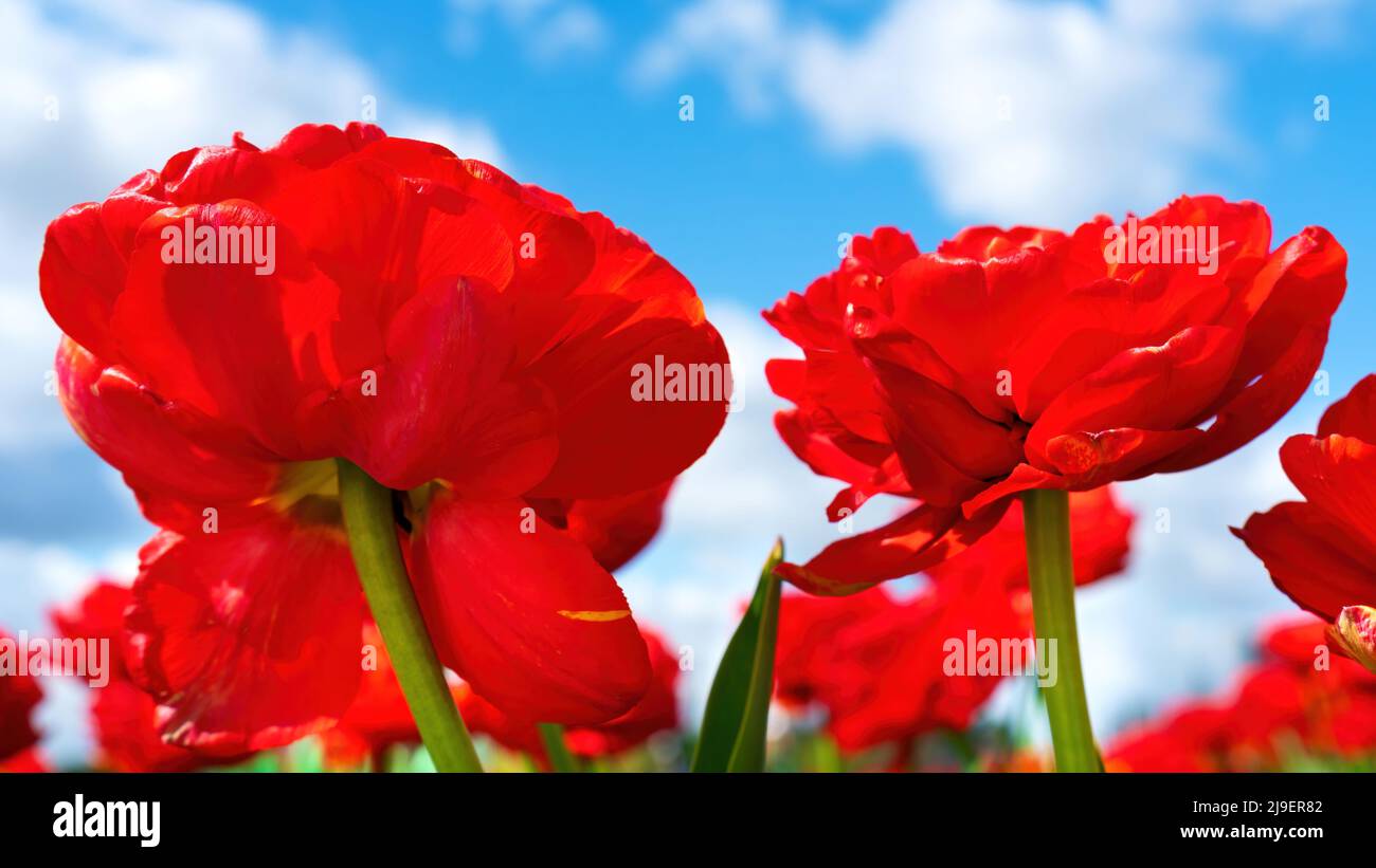 Tulipani rossi vista dal basso. I tulipani di spugna scarlatto si avvicinano a un cielo blu con nuvole bianche. Sfondo floreale luminoso con fiori di primavera per un wallpap Foto Stock