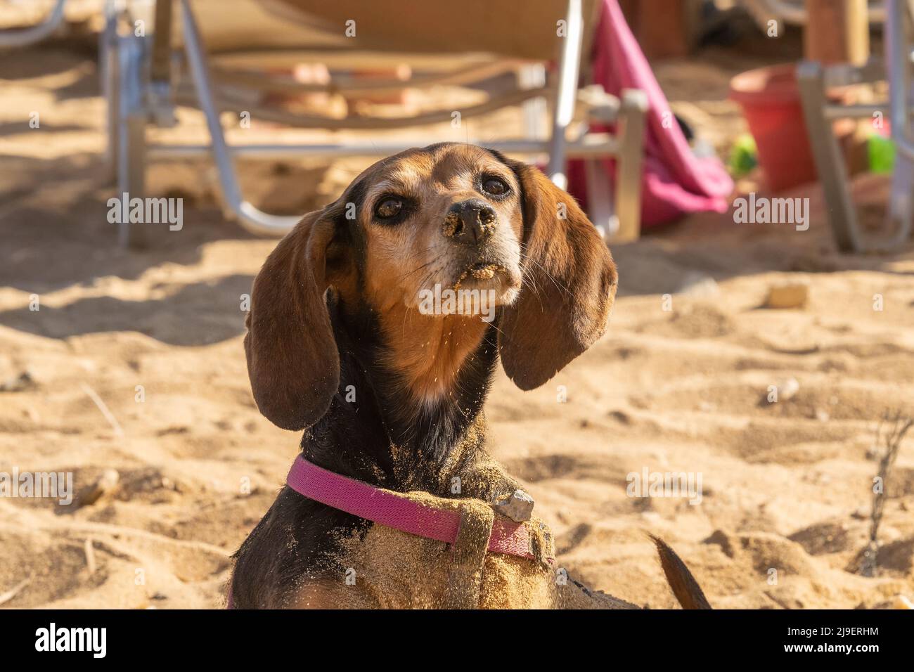 Ritratto divertente di un cane femmina in spiaggia che gioca con la sabbia. Foto Stock