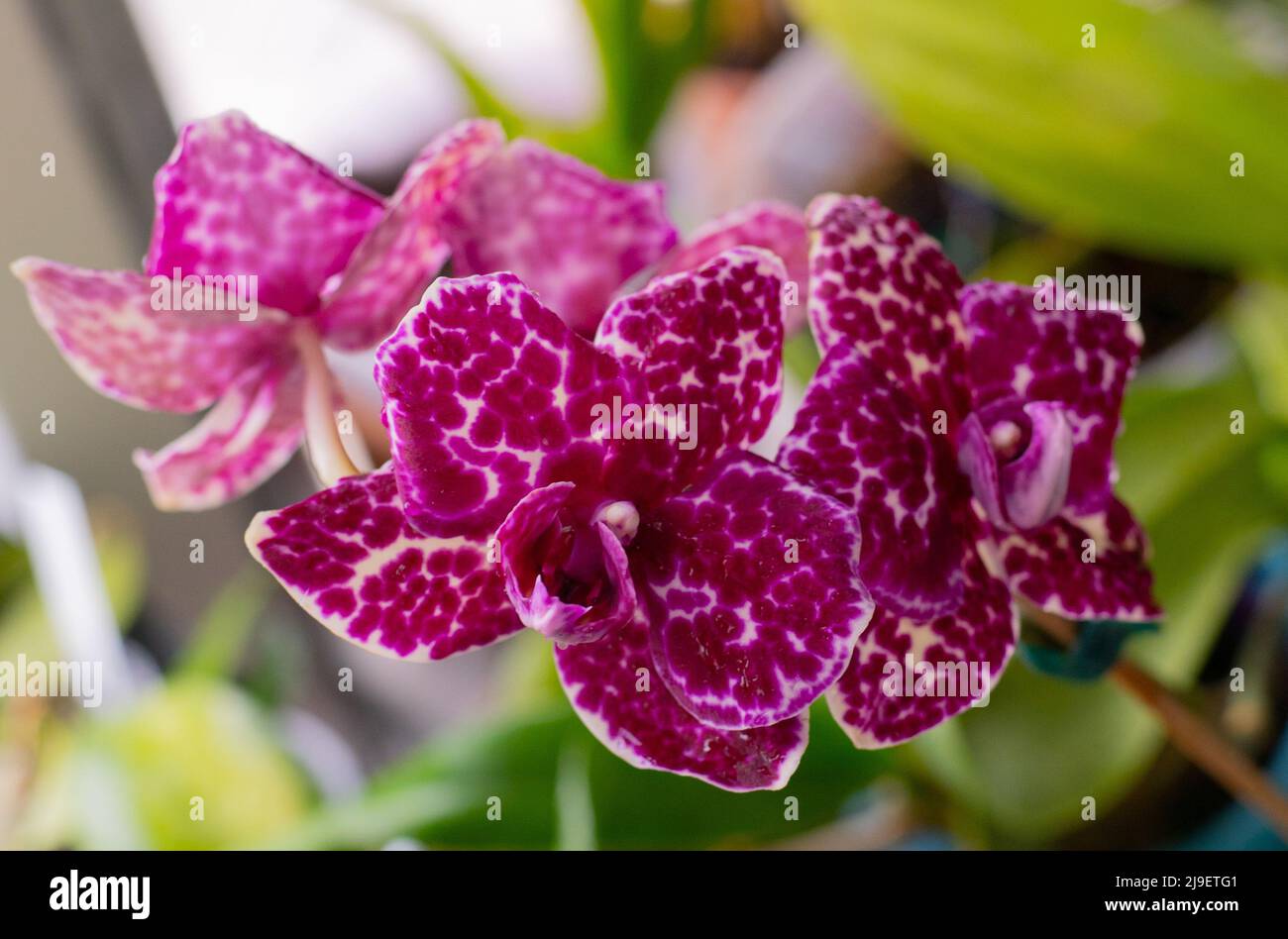Orchid Phalaenopsis Lioulin Wild Cat. Boccioli bianchi viola punteggiati e macchiati. Fiore rosa Borgogna. Primo piano delle orchidee. Varietà rara. Foto Stock