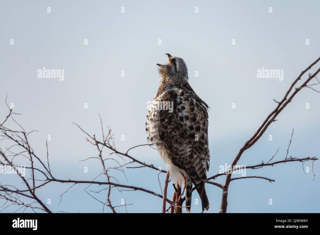 Falco di Rough-Legged seduto in albero al Bear River Migratory Bird Refuge, Utah Foto Stock