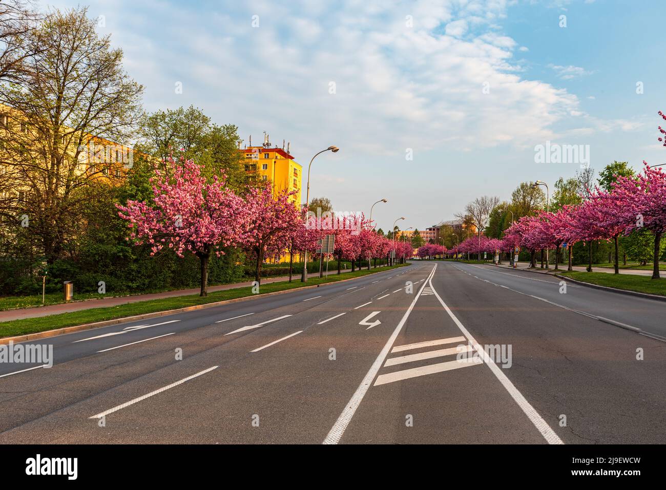 Via sakura in fiore su Trida 17. Via listopadu nella città di Karvina, nella repubblica Ceca Foto Stock