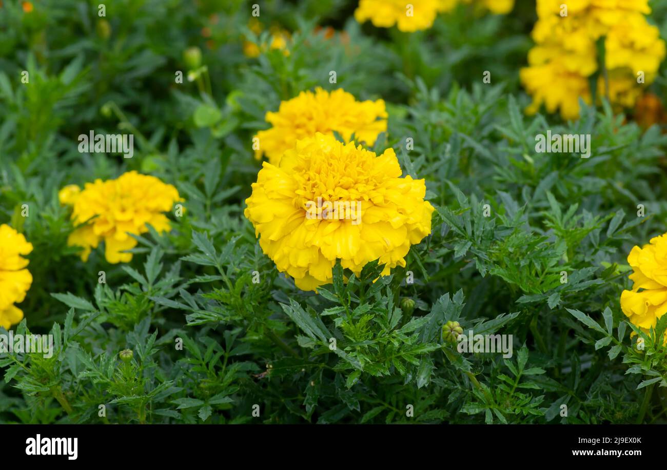 Fiori d'arancio marigold francesi poco profondi Foto Stock