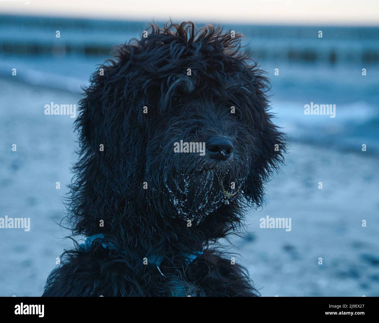 Godendoddle in ritratto sulla spiaggia del Mar Baltico. Cani fucilati . Foto animale. Scatto dettagliato. Foto Stock
