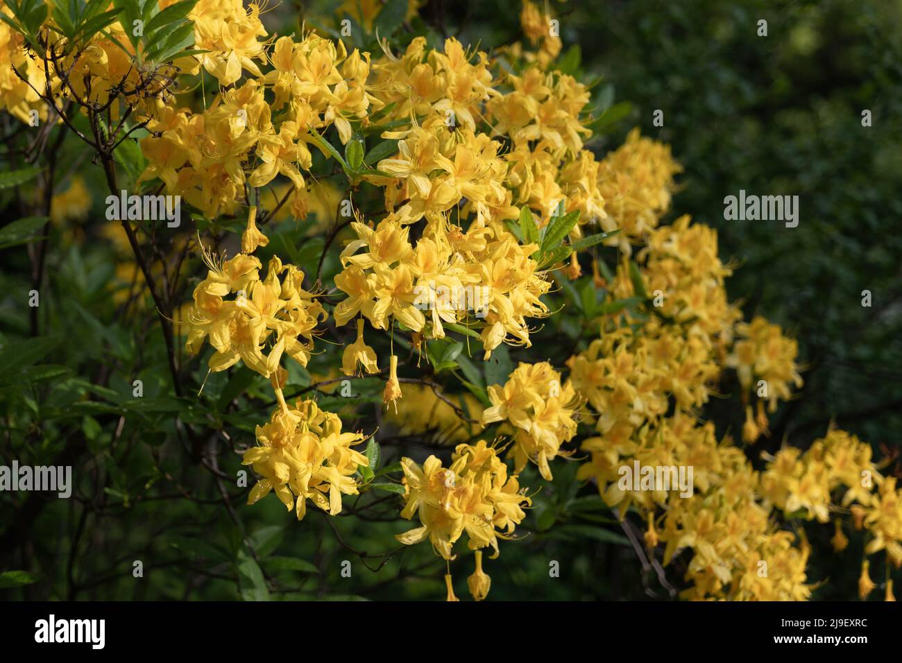 Fiori in fiore di Rhododendron luteum Dolce, Azalea gialla o Honeysuckle Azalea, pianta fiorente nella famiglia Ericaceae. Foto Stock