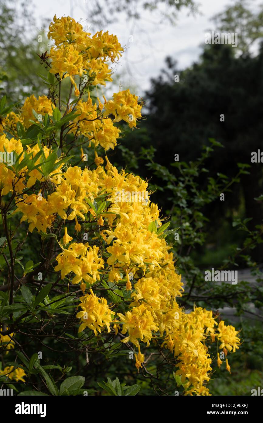 Rhododendron luteum Dolce, Azalea gialla o Honeysuckle Azalea fiori in fiore, pianta fiorente nella famiglia Ericaceae. Foto Stock