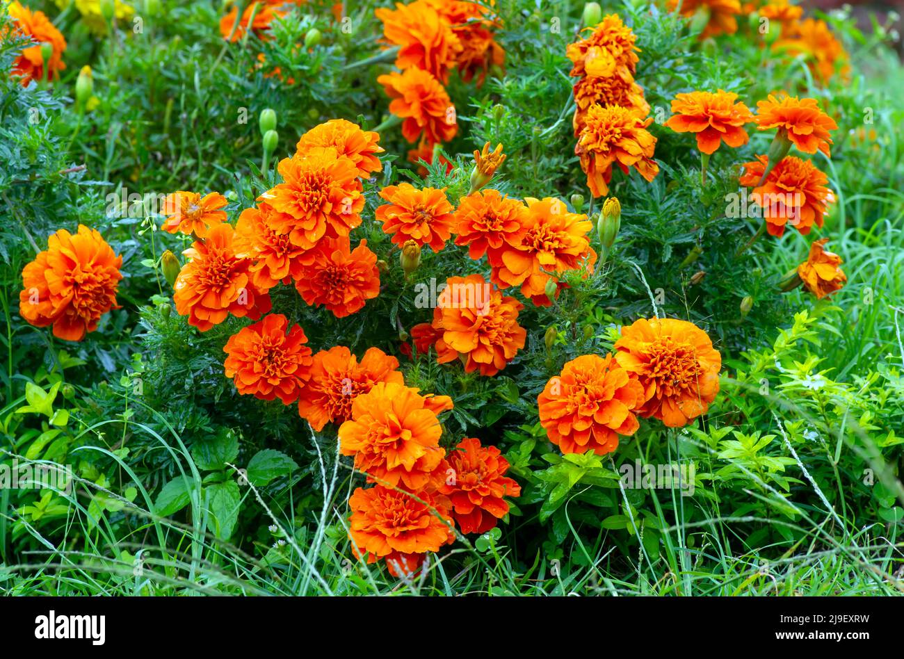 Fiori d'arancio marigold francesi poco profondi Foto Stock