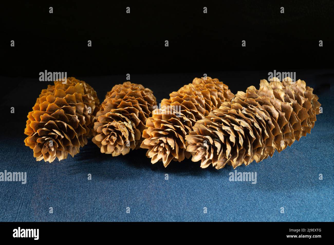 I coni di pino si avvicinano su sfondo nero gli oggetti di foresta su un tavolo blu Foto Stock