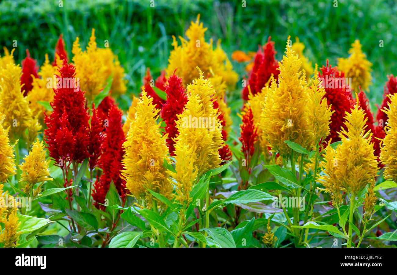 Cresce il fiore di Cockscomb (Celosia cristata) nel giardino Foto Stock