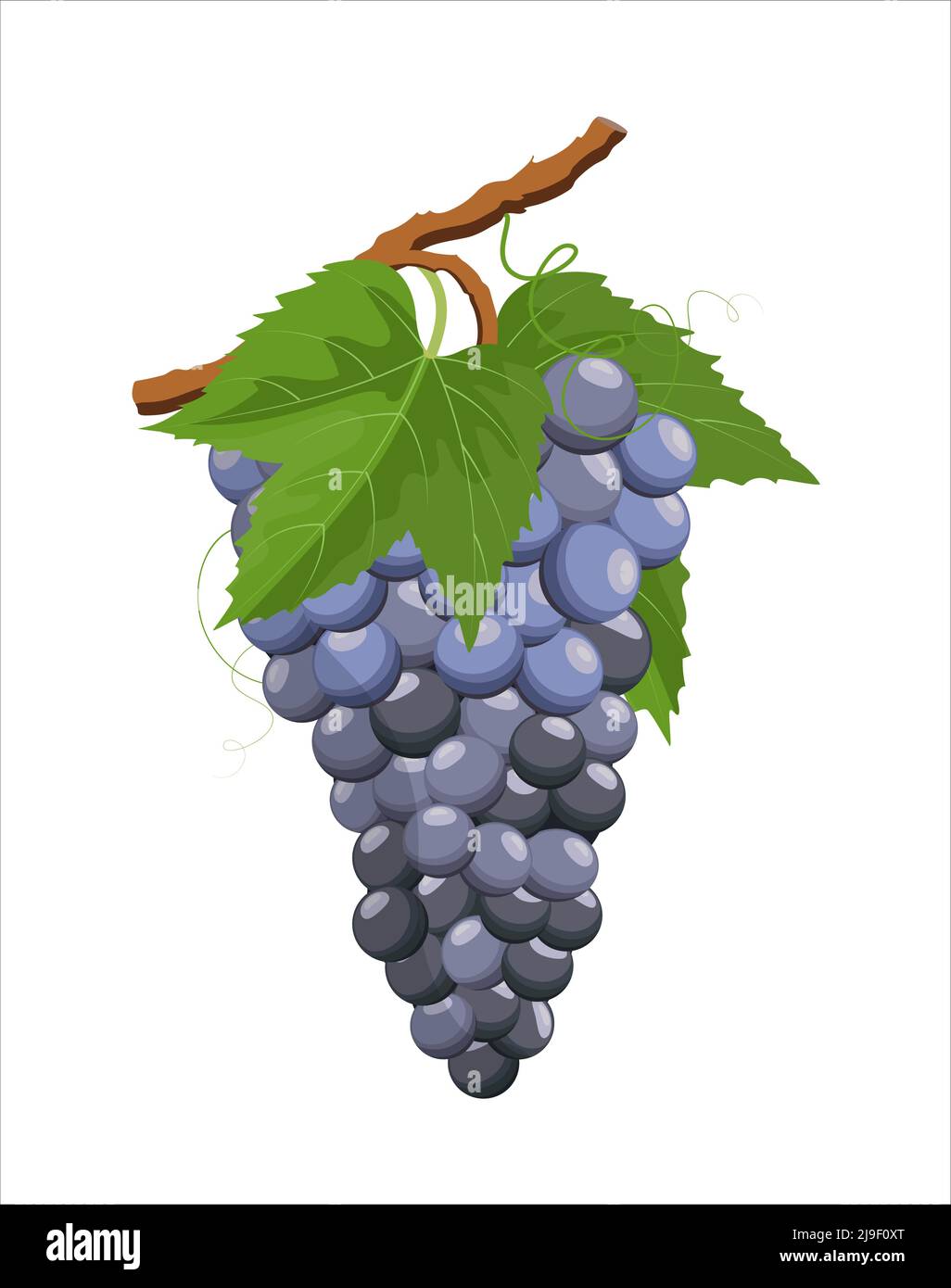 Grappolo di uva blu su vite e foglie, illustrazione vettoriale in stile piatto su sfondo bianco Illustrazione Vettoriale