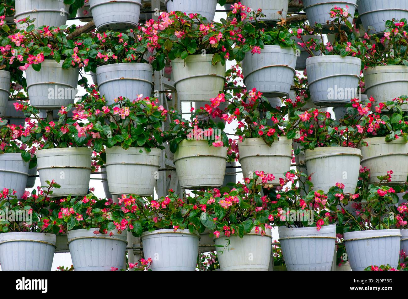 Fiori rosa in vasi bianchi ordinati con precisione Foto Stock