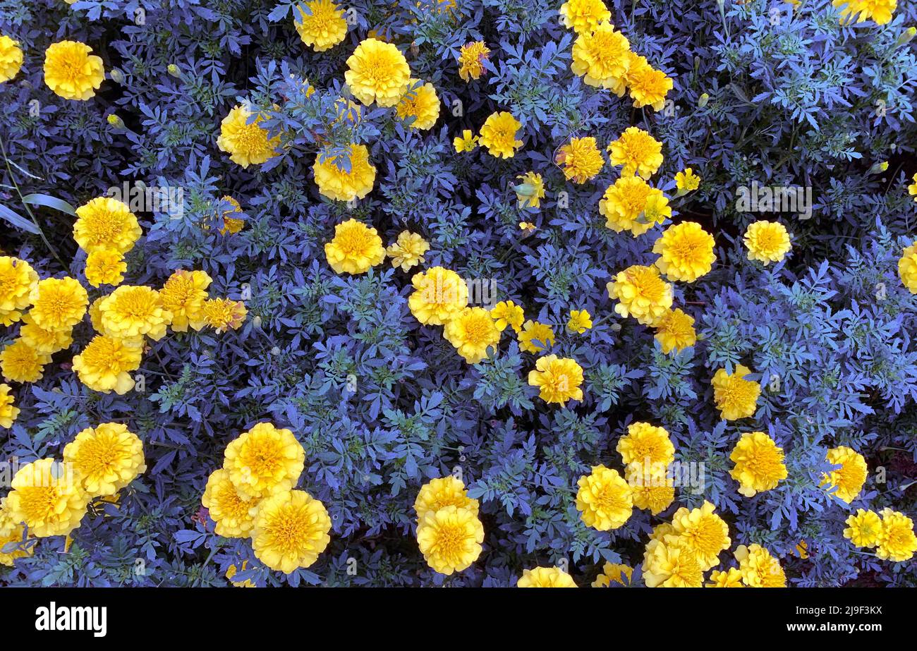 Fiori d'arancio marigold francesi poco profondi Foto Stock