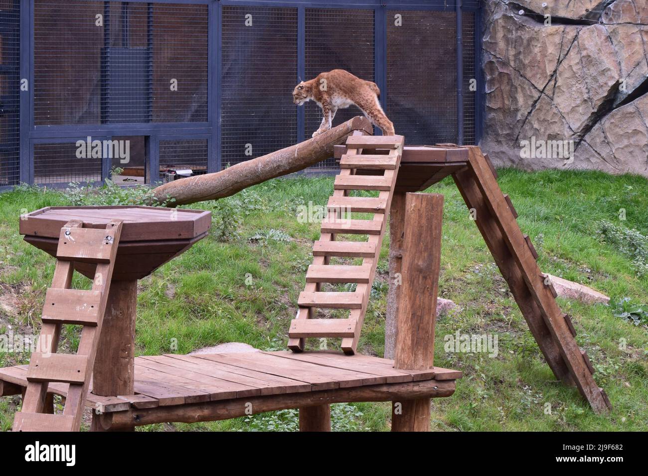 Gatto selvatico predatore pericoloso. Lynx in uno zoo. Foto Stock