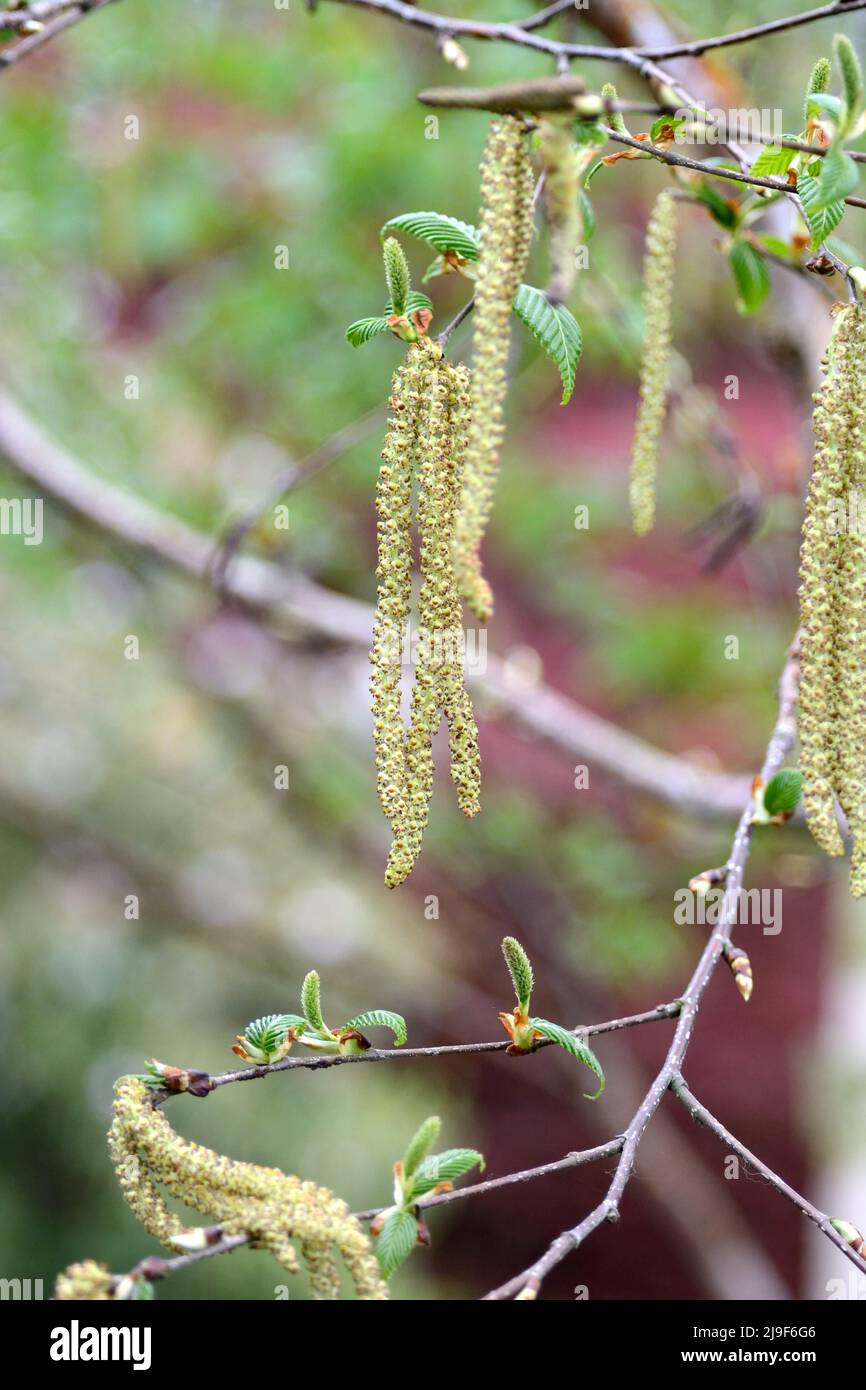 Giallo marrone maschio catkins del Betula utilis Foresta Blush albero in primavera Foto Stock