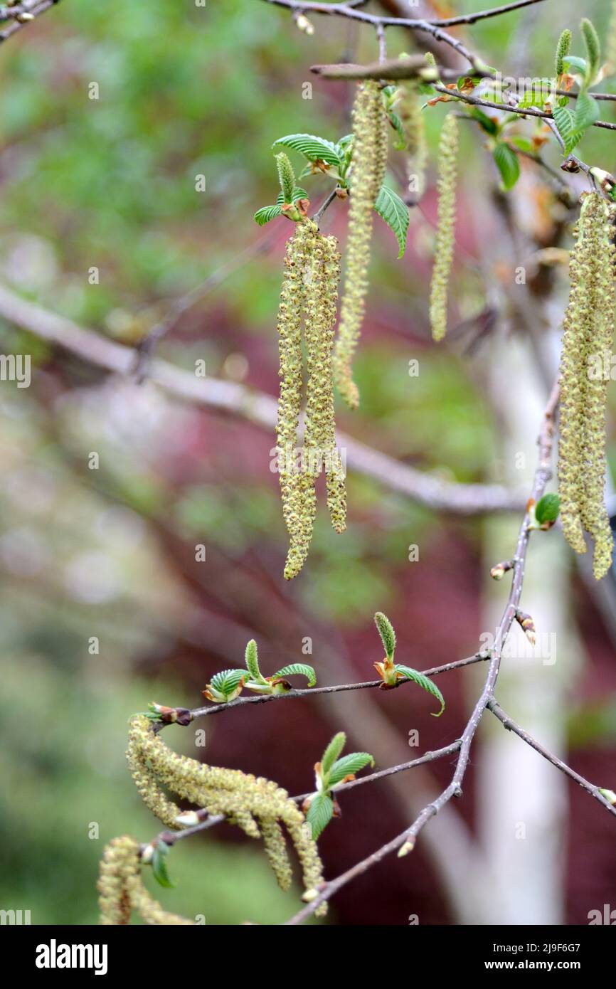 Giallo marrone maschio catkins del Betula utilis Foresta Blush albero in primavera Foto Stock