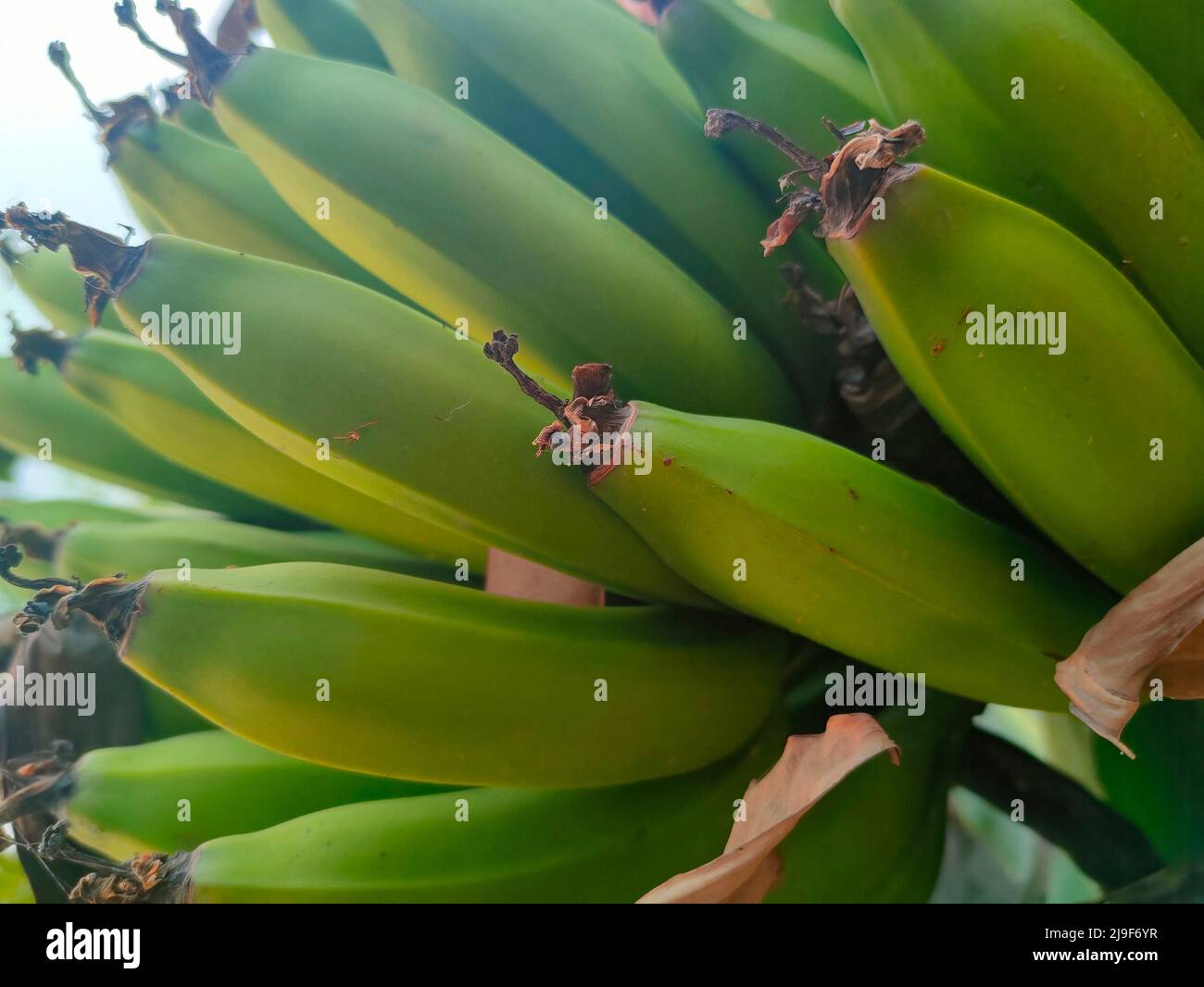 Banana Foto Stock