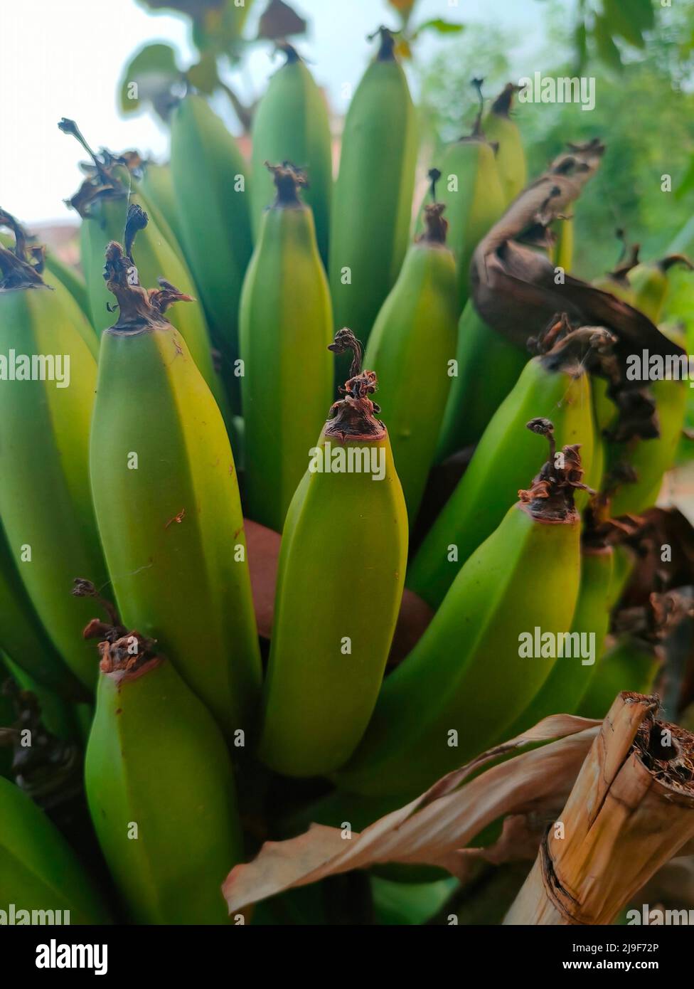 Banana Foto Stock