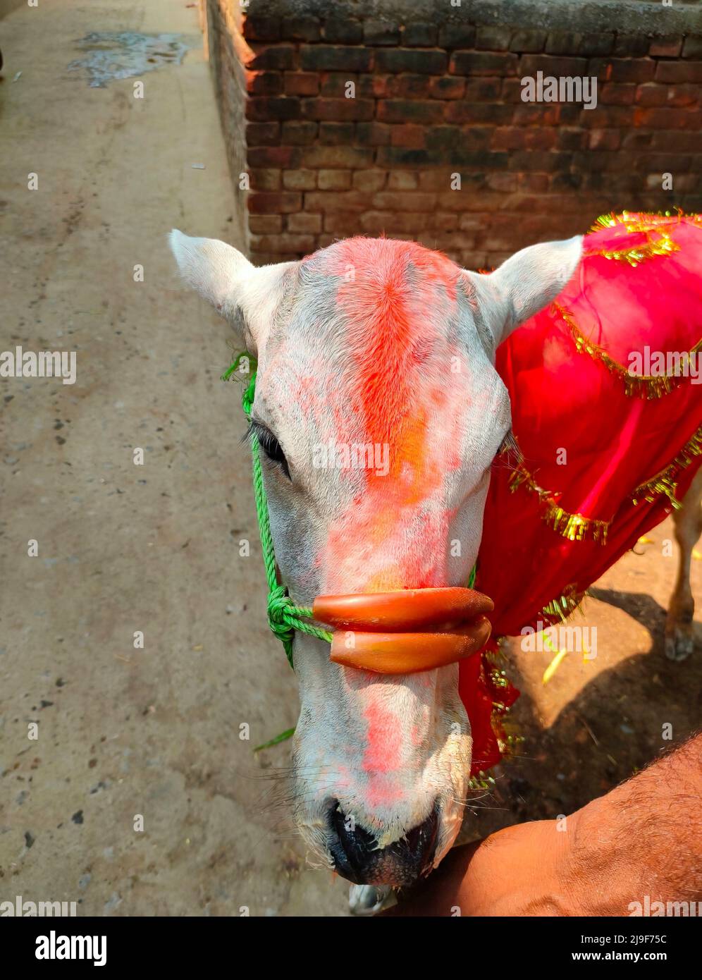 Vitello di una mucca durante un rituale indù per l'afterlife Foto Stock