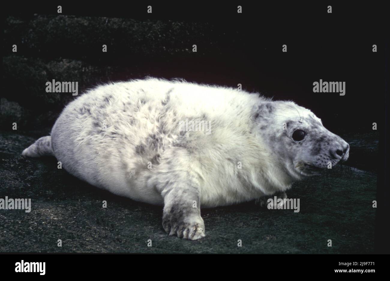 Il cuccio grigio con pelliccia bianca, per mimetizzazione, e sigillo si trova nell'Oceano Atlantico. Un grande sigillo, Phocidae, Halichoerus.Oban UK anni '80 Foto Stock
