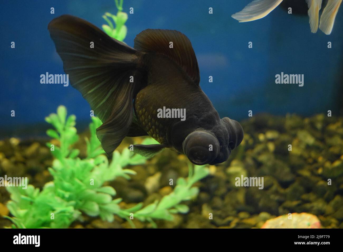 Carassius gibelio forma auratus, cannocchiale nero Goldfish. Fuoco selettivo Foto Stock