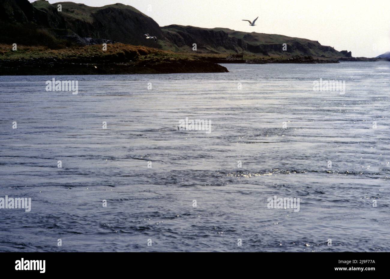 Il sigillo grigio con pelliccia macchiata, camouflage e sigillo si trova nell'Oceano Atlantico. Un grande sigillo, Halichoerus grypus).Oban UK anni 80 Foto Stock