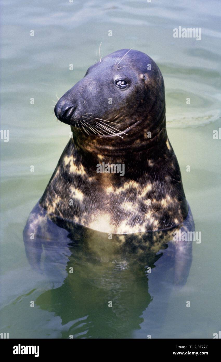 Il sigillo grigio con pelliccia macchiata, per mimetizzazione, il sigillo si trova nell'Oceano Atlantico. Un grande sigillo, Phocidae, Halichoerus.Oban UK 80's. Foto Stock