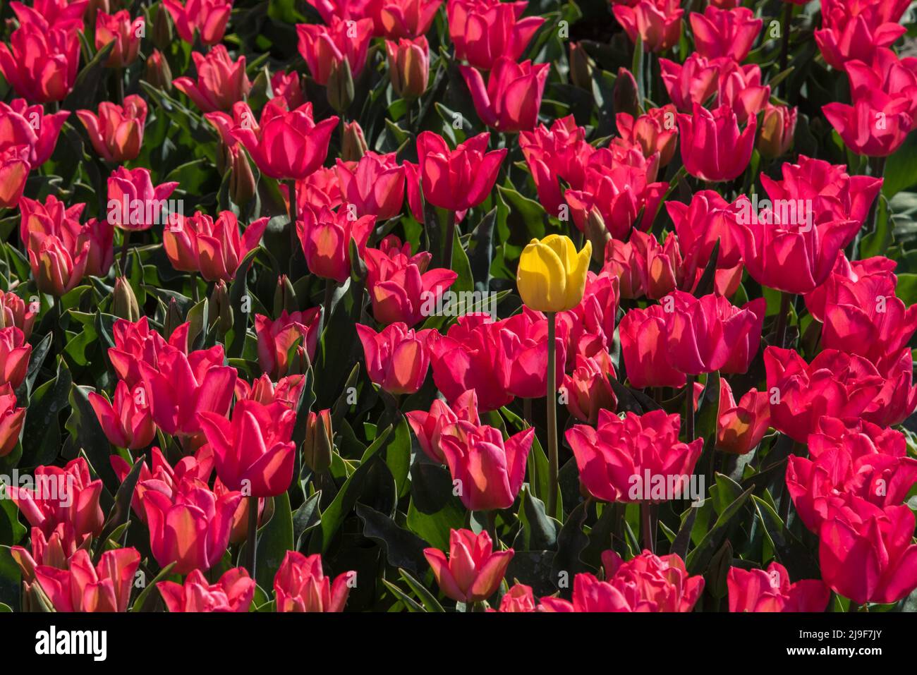 Julianadorp, Olanda, maggio 2022. Tulipani rosa in fiore sullo sfondo del cielo blu. Foto di alta qualità Foto Stock