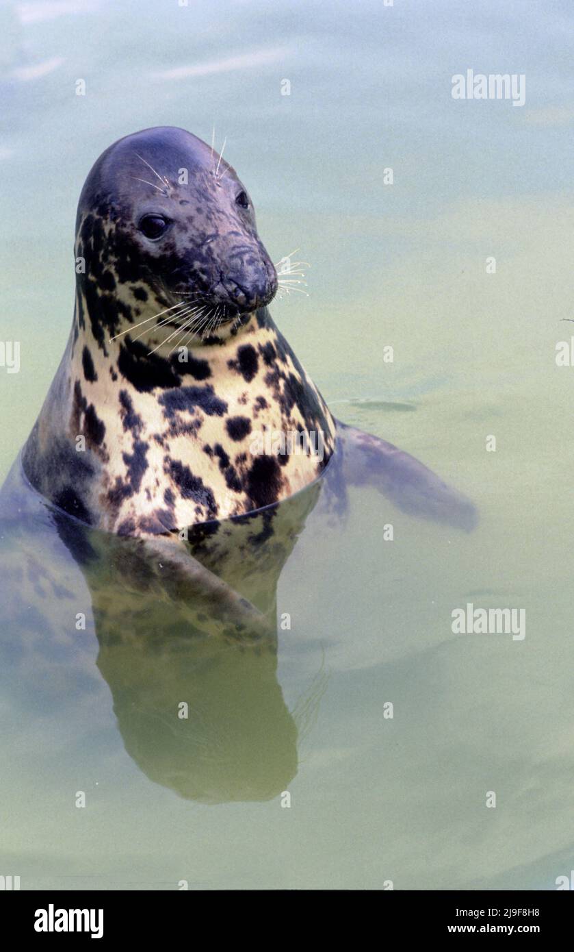 Il sigillo grigio con pelliccia macchiata, per mimetizzazione, il sigillo si trova nell'Oceano Atlantico. Un grande sigillo, Phocidae, Halichoerus.Oban UK 80's. Foto Stock