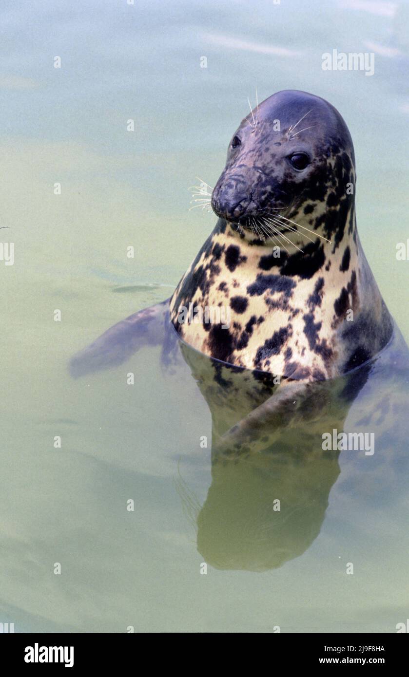 Il sigillo grigio con pelliccia macchiata, per mimetizzazione, il sigillo si trova nell'Oceano Atlantico. Un grande sigillo, Phocidae, Halichoerus.Oban UK 80's. Foto Stock