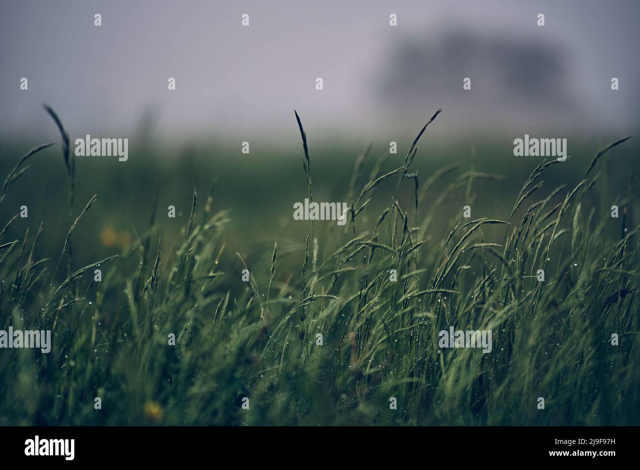 Erba verde dopo giorno di pioggia. Foto di alta qualità Foto Stock