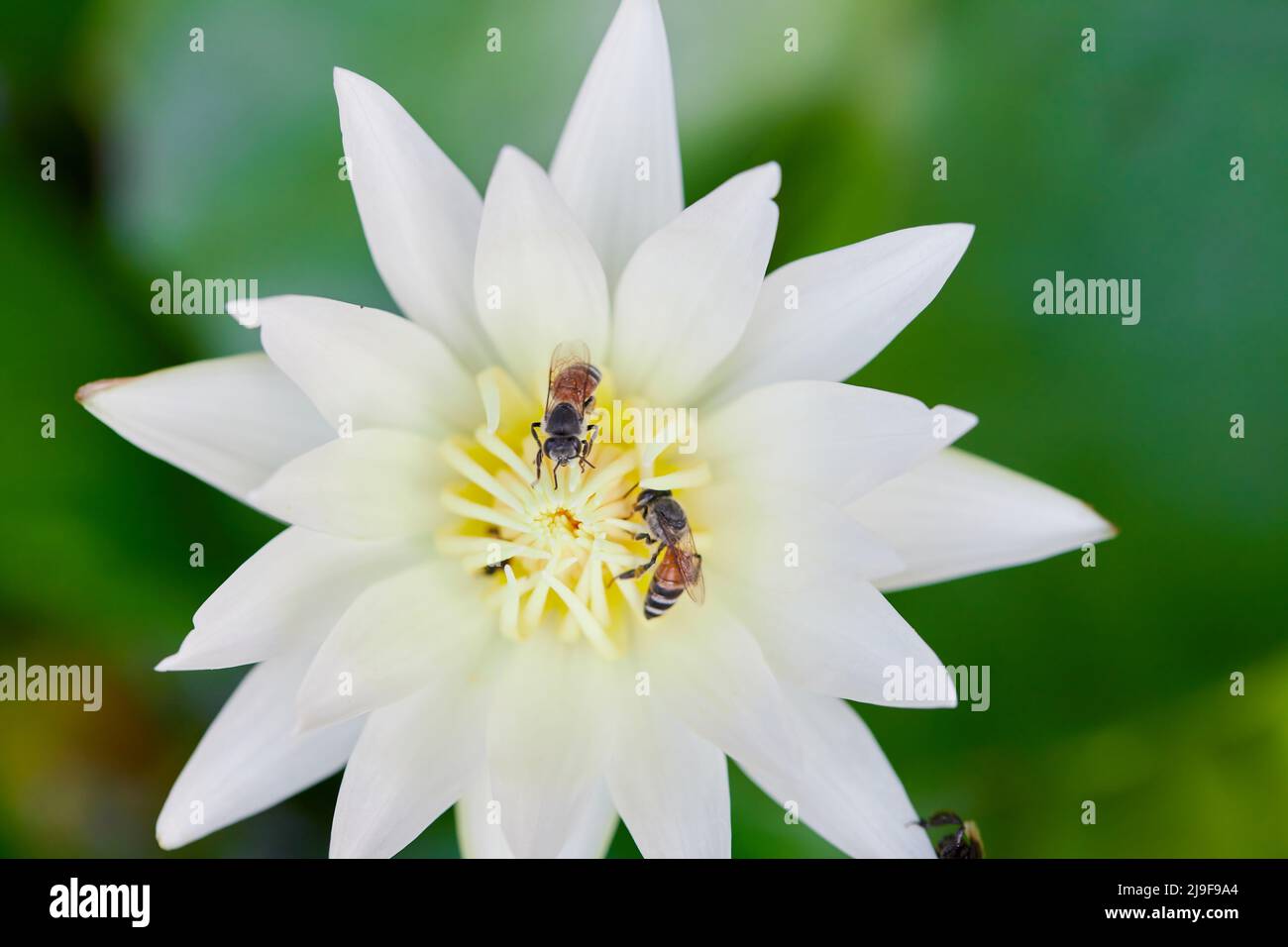 Primo piano di ape su fiore di giglio d'acqua bianca Foto Stock