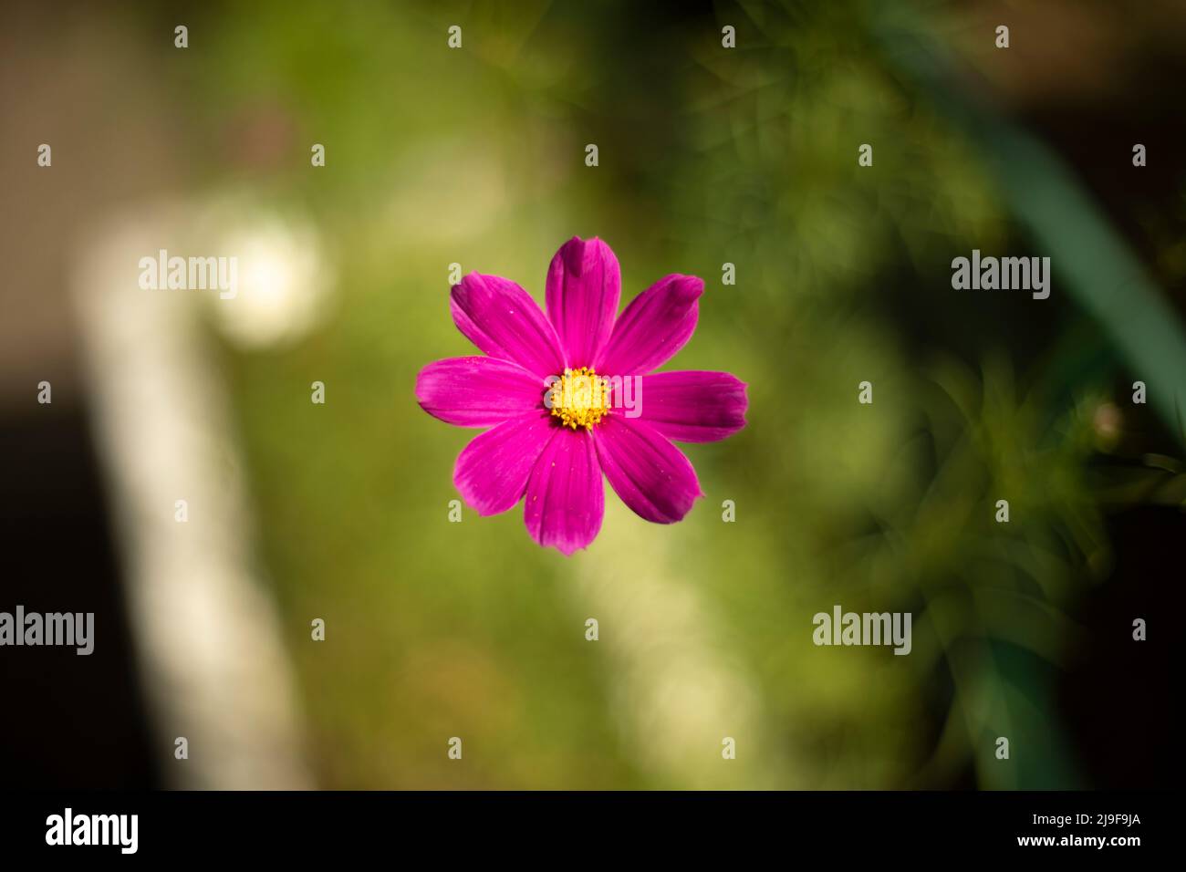 Fiore in estate. Fiore viola con centro giallo. Otto petali. Foto Stock