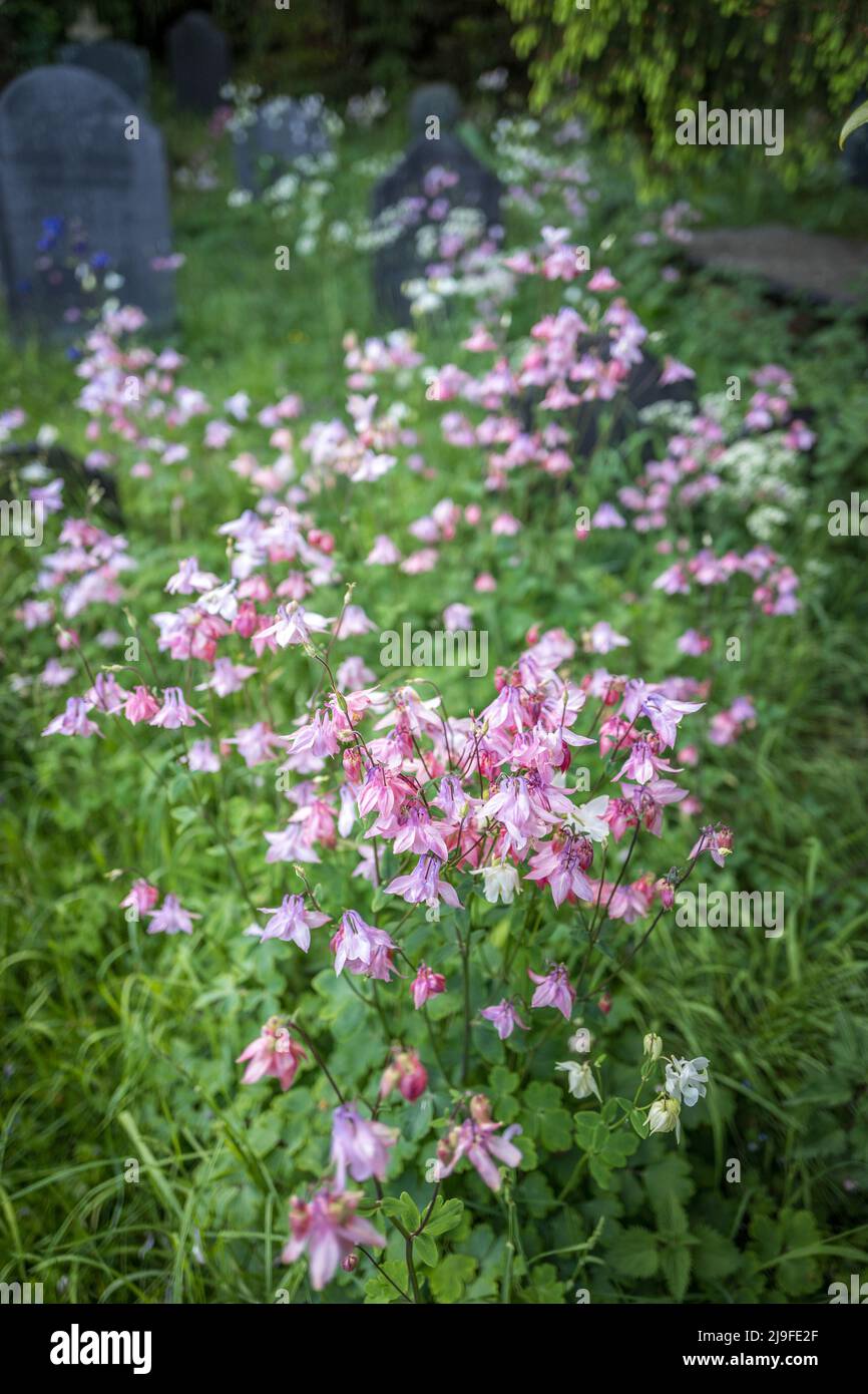 Aquilegia vulgaris o Granny's Bonnet che cresce selvaggio in un cimitero della chiesa di un villaggio gallese con pietre sepolte di ardesia. Foto Stock