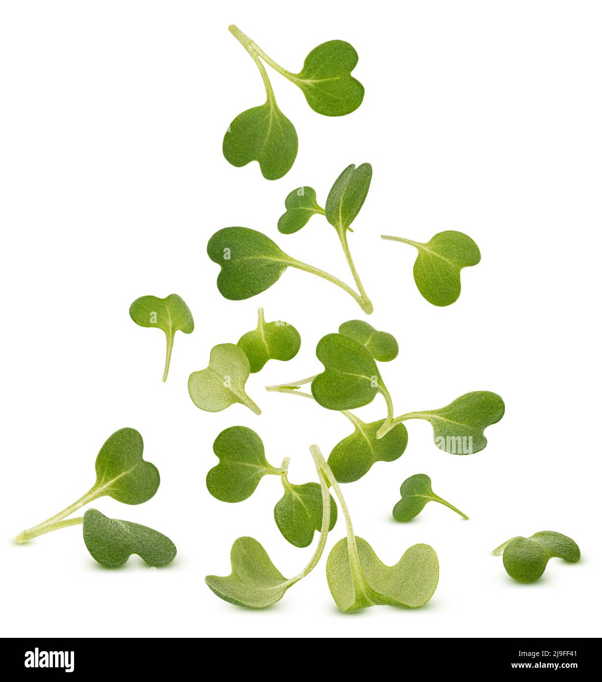 Caduta di foglie microgrede, germogli di rucola isolato su sfondo bianco Foto Stock