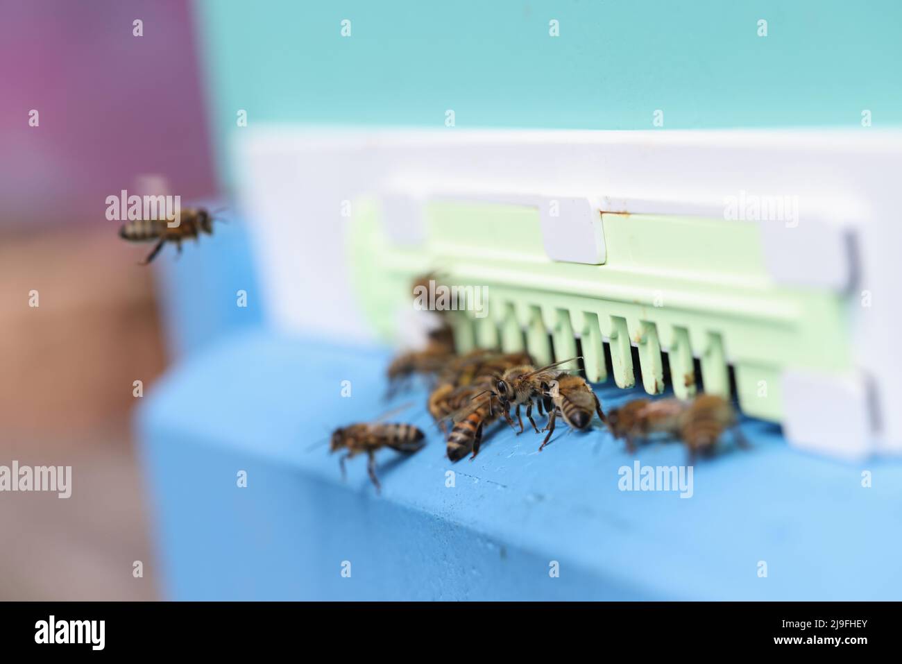 L'ape entra nell'alveare con il primo piano dei nido d'ape. Api di miele su colonie di api. Foto Stock