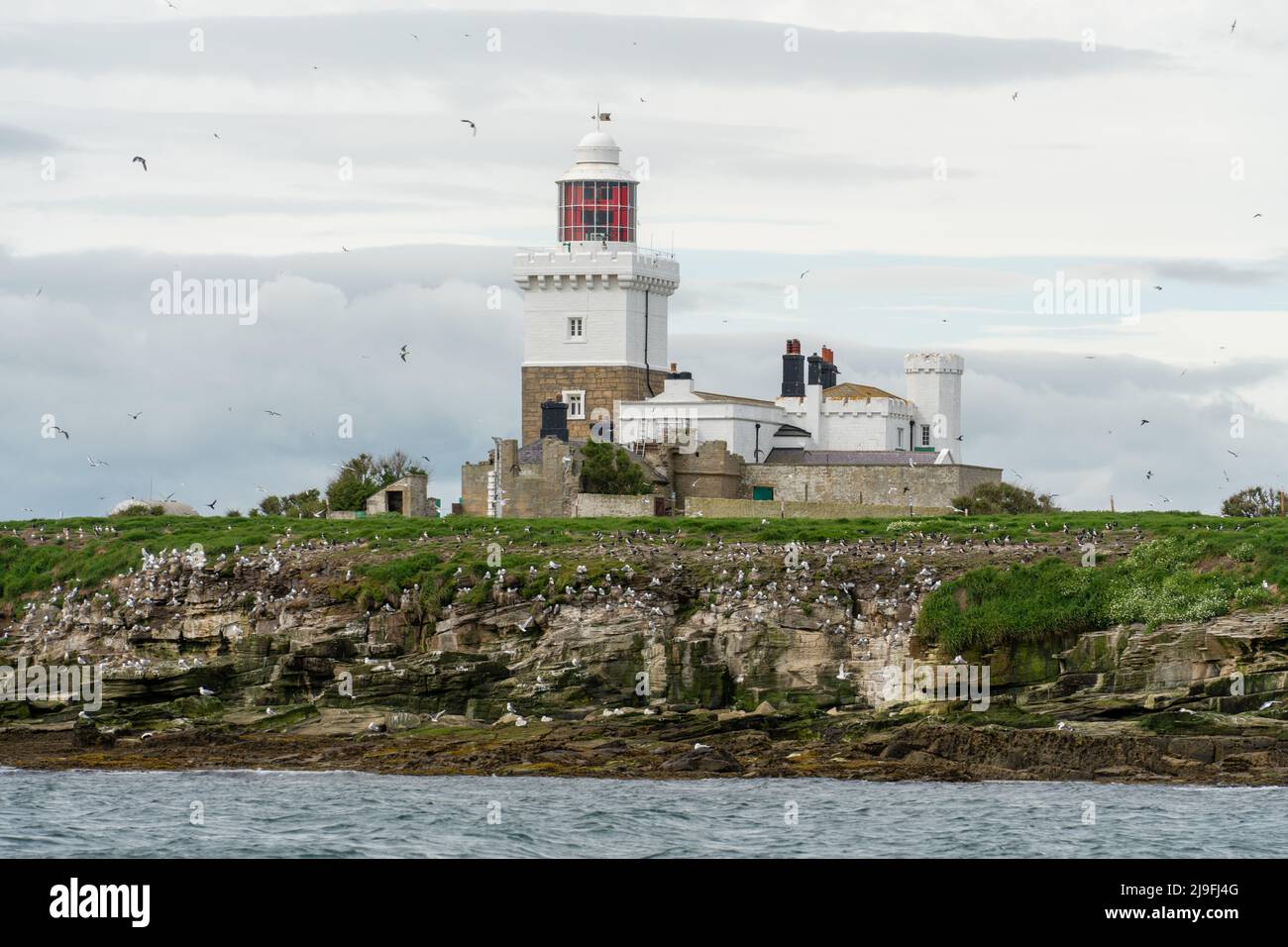 Vista sul faro di Coquet Island, Northumberland, Regno Unito. Che è una riserva naturale che ospita foche grigie e molti uccelli marini. Foto Stock