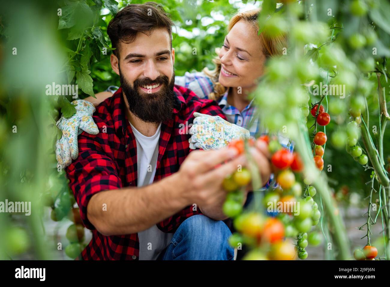 Il team amichevole raccoglie verdure fresche dal giardino serra sul tetto Foto Stock