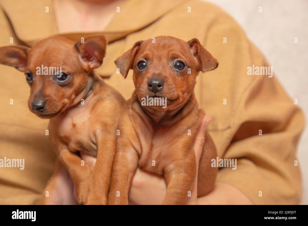 Due adorabili cuccioli sono seduti tra le braccia del proprietario. Amore per gli animali domestici. Interazioni uomo-animale domestico. Foto Stock