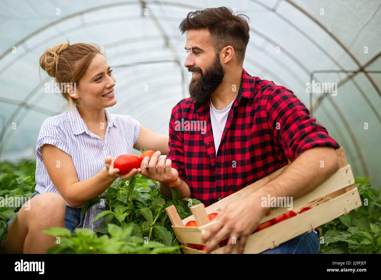 Il team amichevole raccoglie verdure fresche dal giardino serra sul tetto Foto Stock
