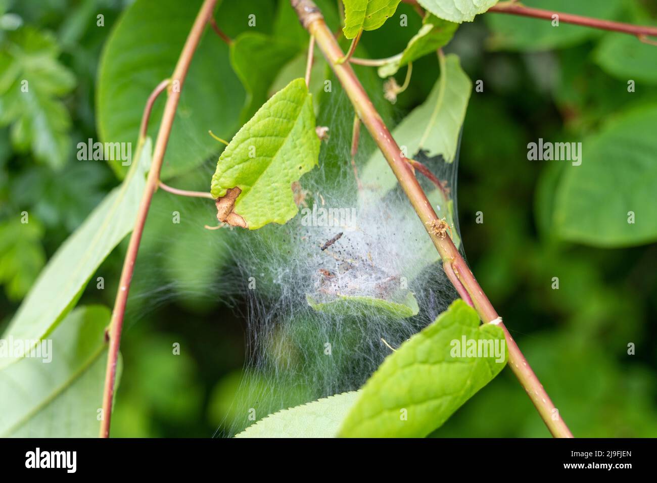 Primo piano di una rete di seta di caterpillar su un albero, probabilmente realizzata dalla falena di ermellina di ciliegia-uccello - Yponomeuta evonymella con larve all'interno. Foto Stock
