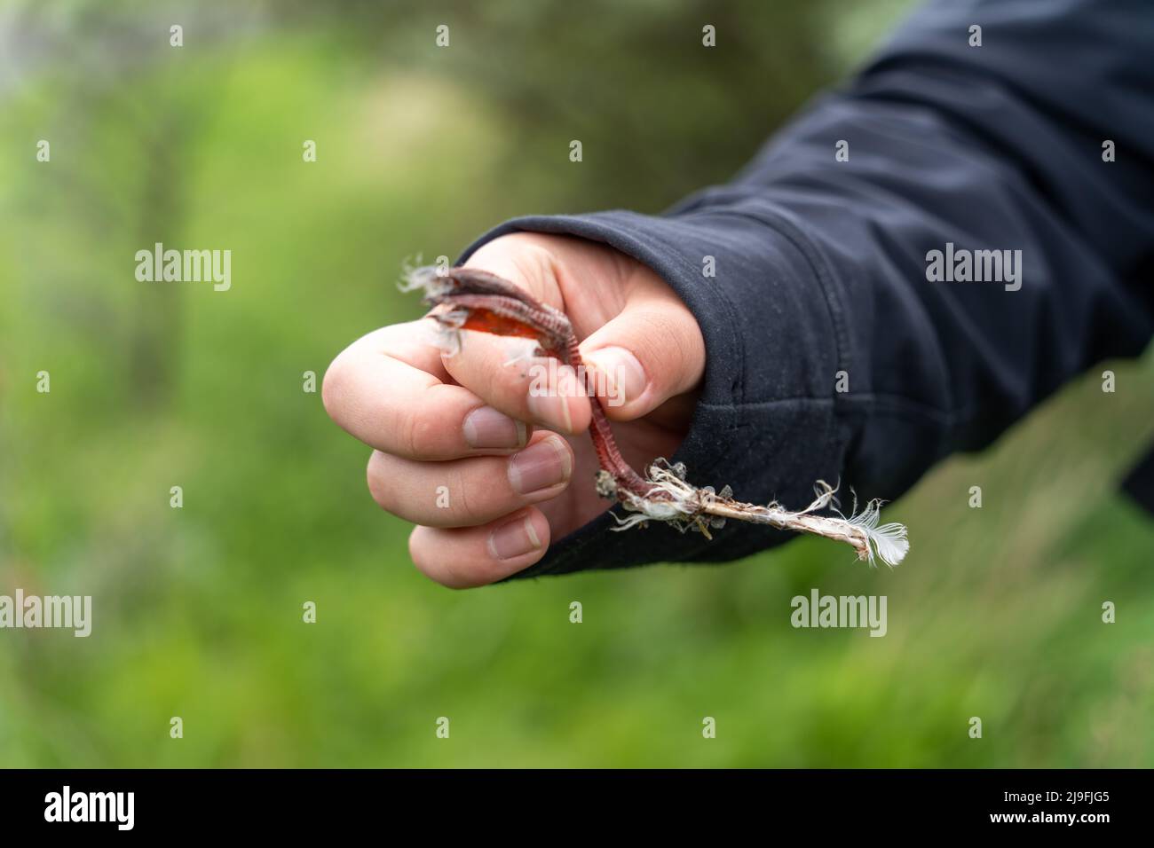 Un giovane naturalista tiene i resti di una gamba di un uccello che è stato preceduto dalla riserva naturale di Hauxley, Northumberland, Regno Unito. Foto Stock