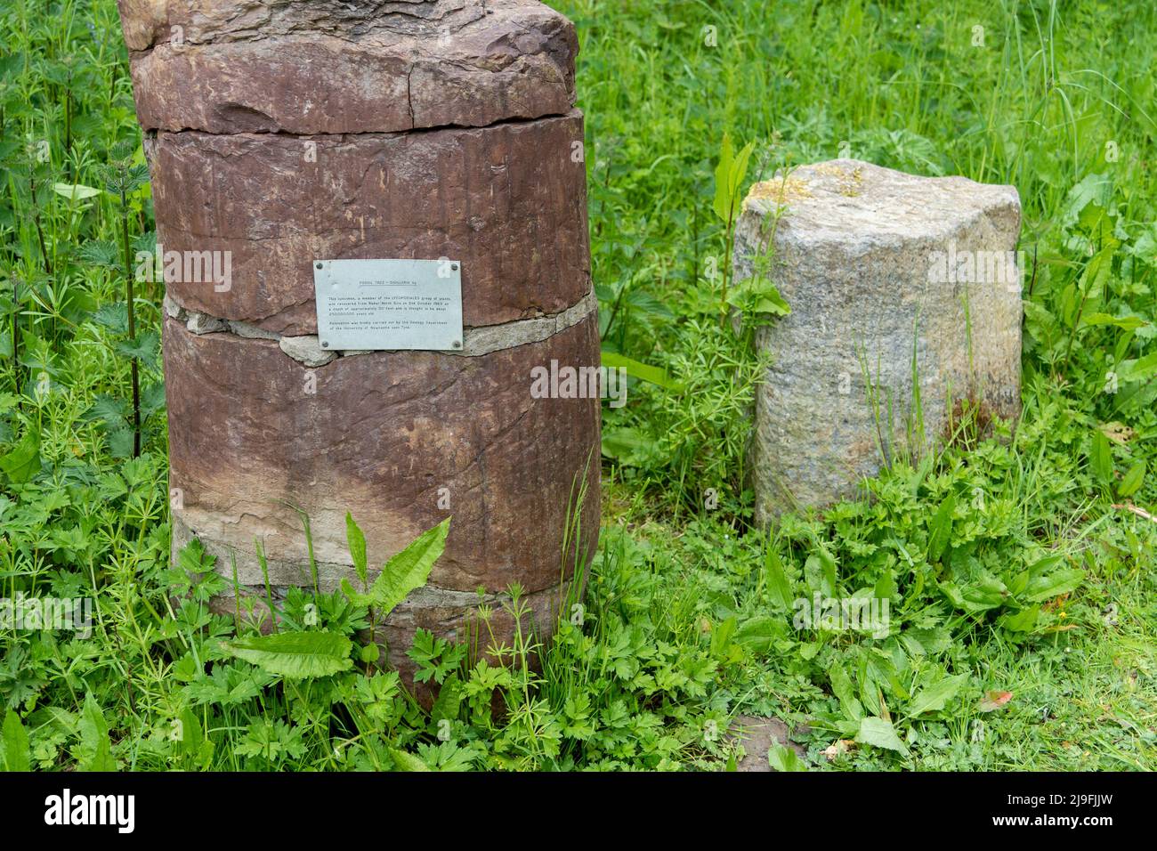 Un cartello su un albero fossilizzato alla Hauxley Nature Reserve, Northumberland, Regno Unito, spiega la sua scoperta. Foto Stock