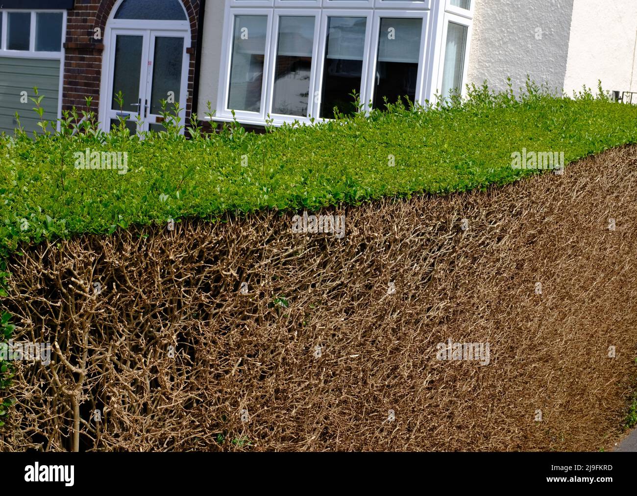 Una siepe da giardino potava molto fortemente da un lato. Foto Stock