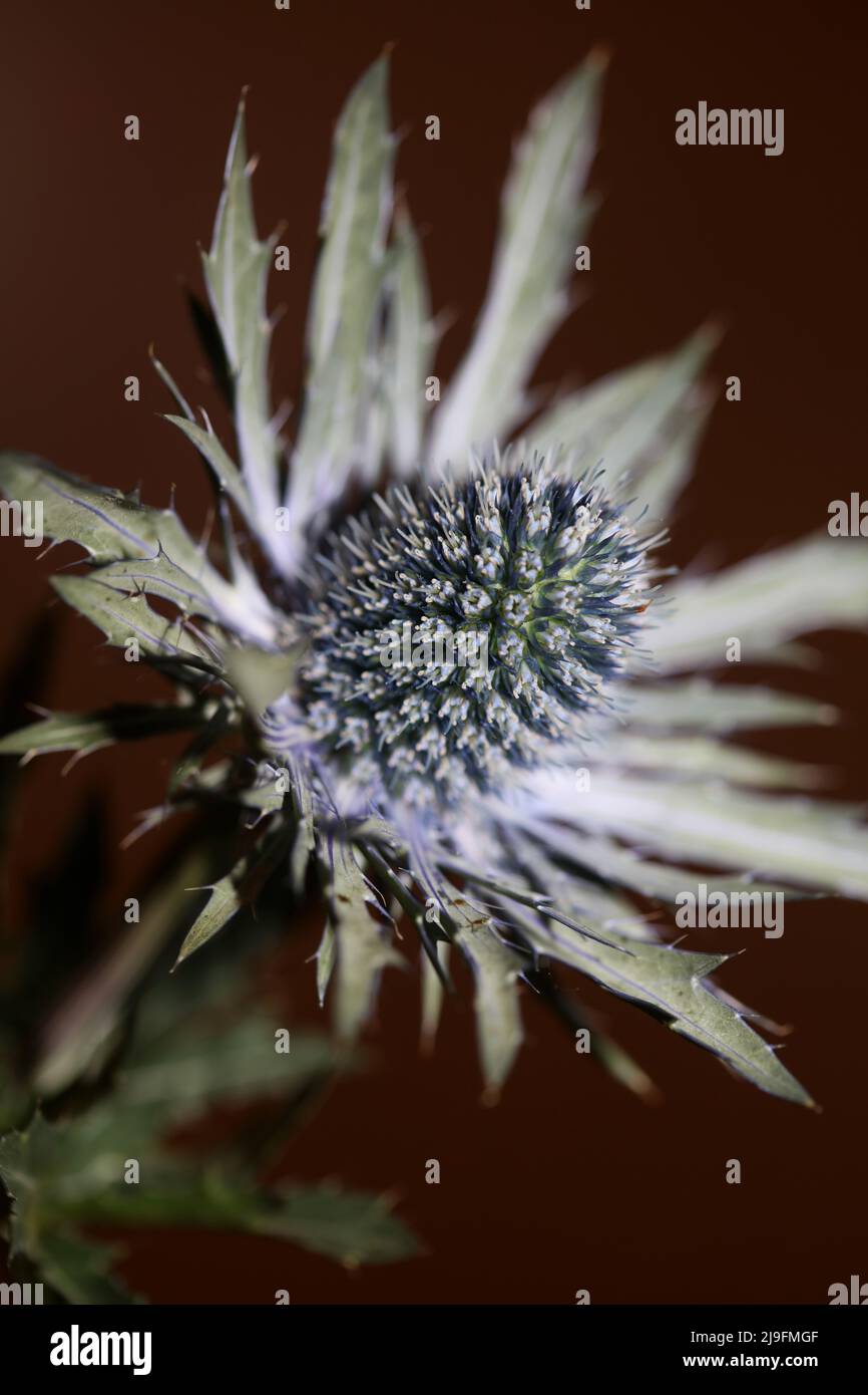 Montagna selvaggia fiore estate fiore Eryngium planum famiglia Apiaceae sfondo botanico moderno di alta qualità grande formato stampe poster parete Foto Stock