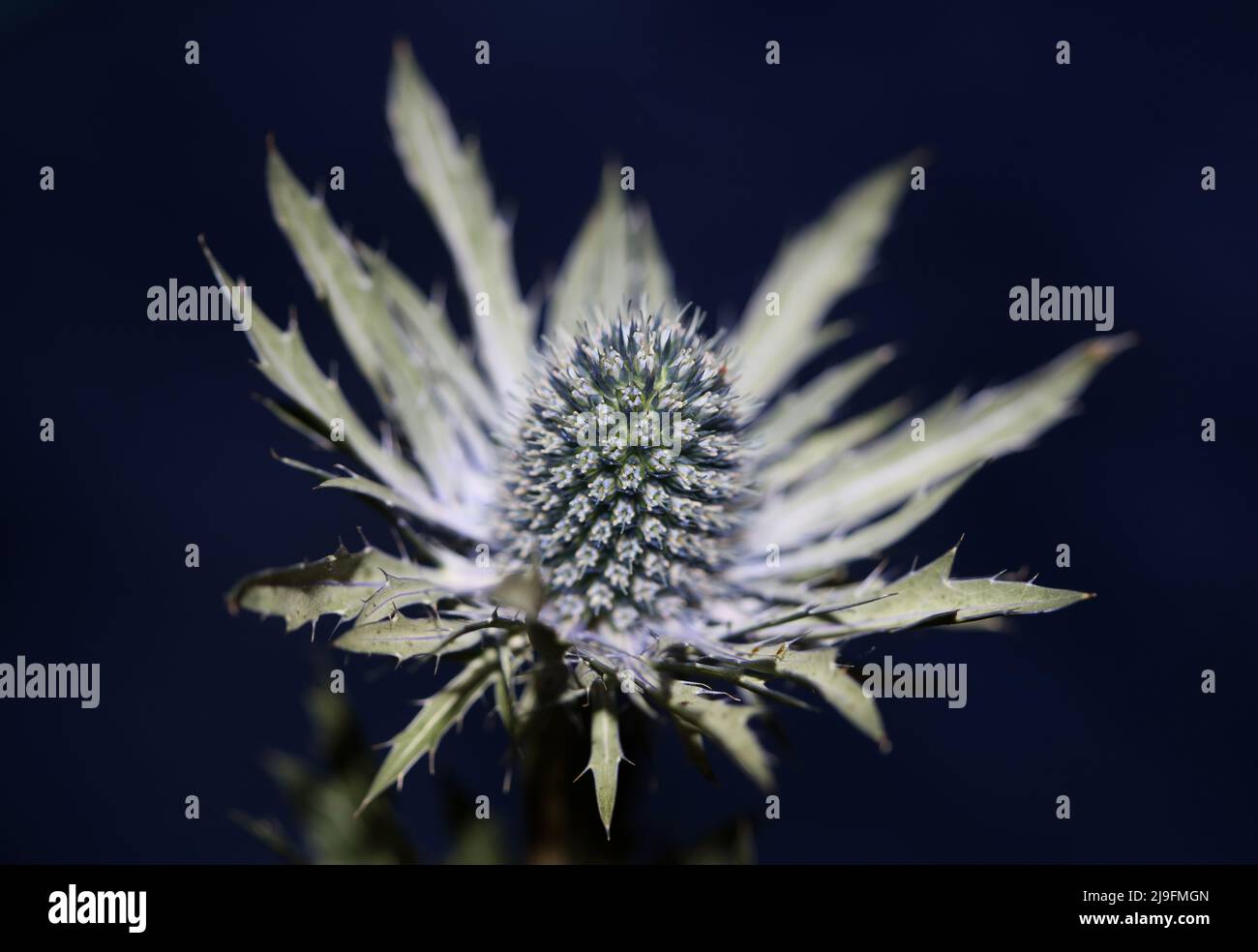 Montagna selvaggia fiore estate fiore Eryngium planum famiglia Apiaceae sfondo botanico moderno di alta qualità grande formato stampe poster parete Foto Stock