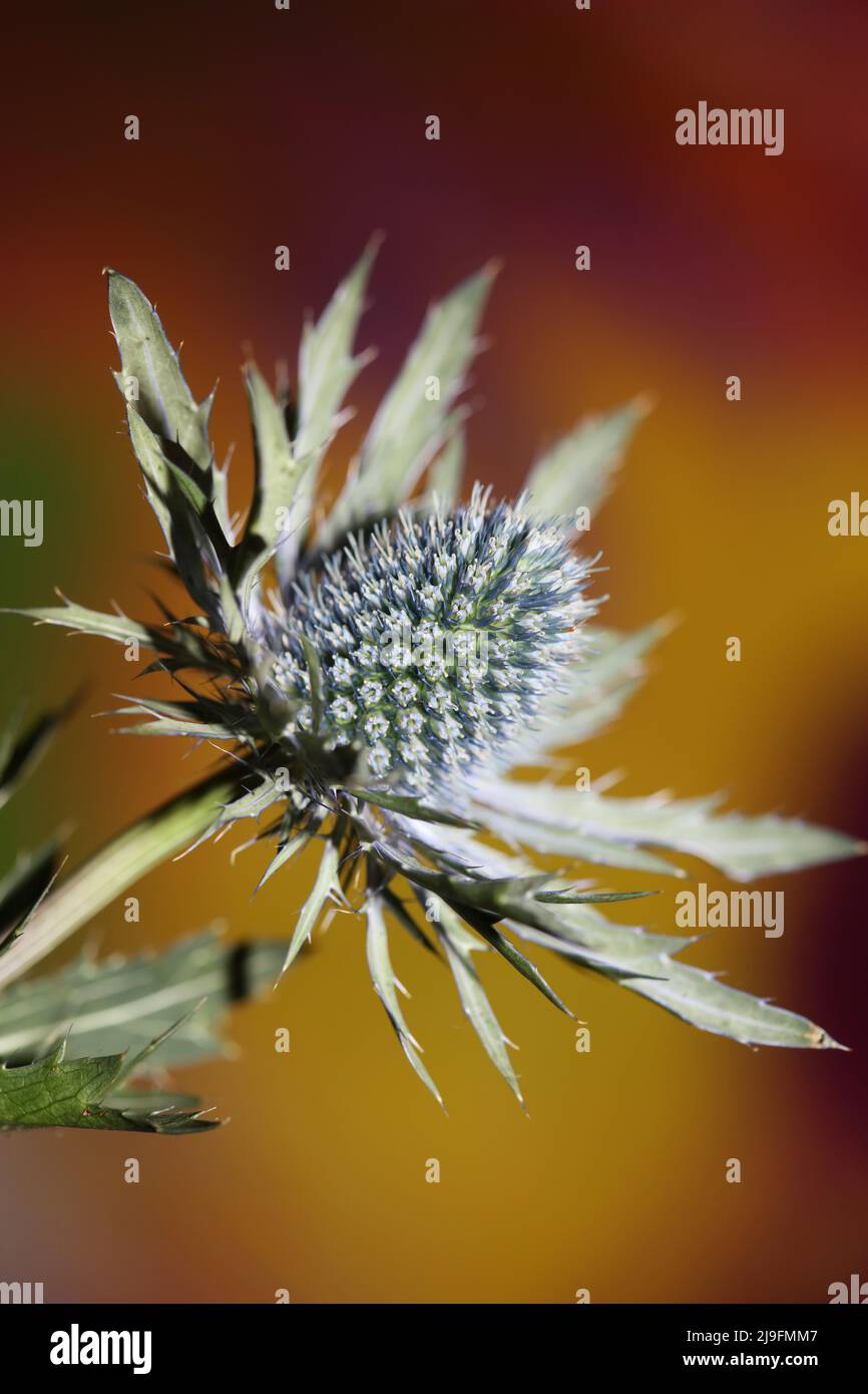 Montagna selvaggia fiore estate fiore Eryngium planum famiglia Apiaceae sfondo botanico moderno di alta qualità grande formato stampe poster parete Foto Stock
