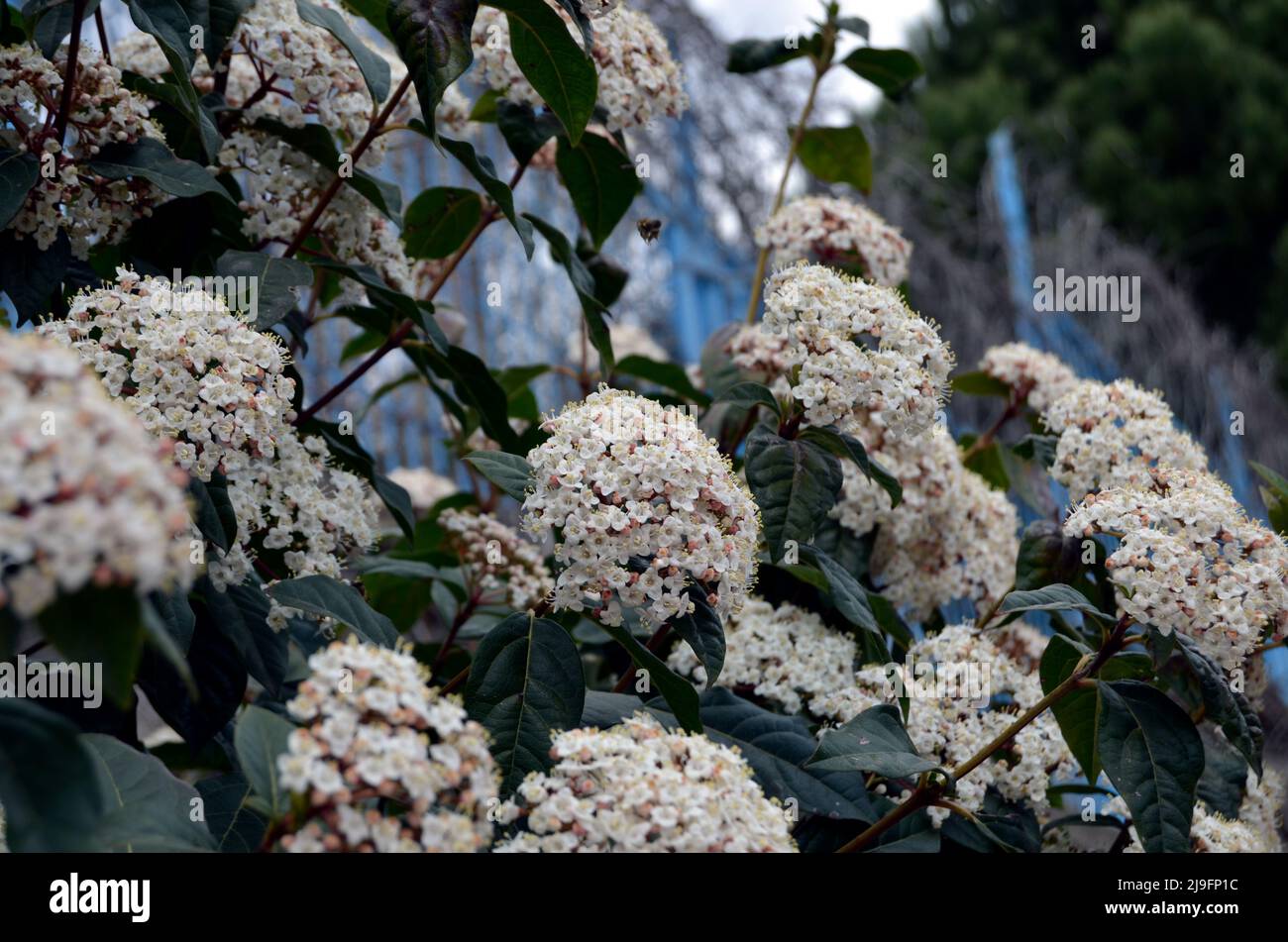 Bee flygin sopra la bella selvaggia macchia tropicale farfalla Foto Stock
