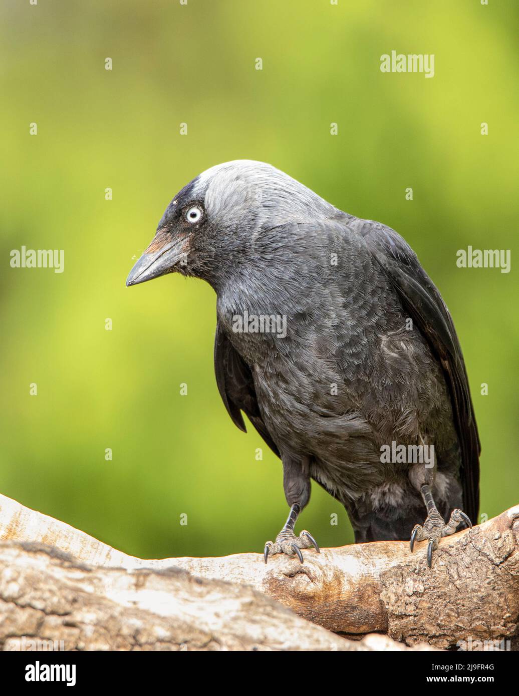 Jackdaw occidentale, arroccato su un giardino Bedfordshire, Regno Unito, 2022 Foto Stock