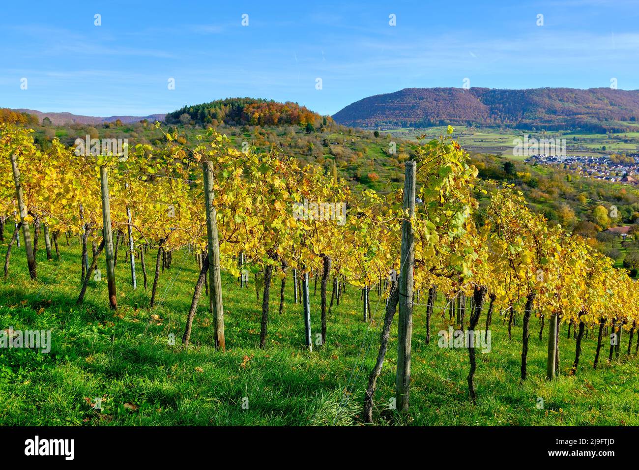 Paesaggio autunnale dei vigneti dell'Albo Svevo nei vigneti di Metzingen, Baden-Württemberg, Germania. Foto Stock