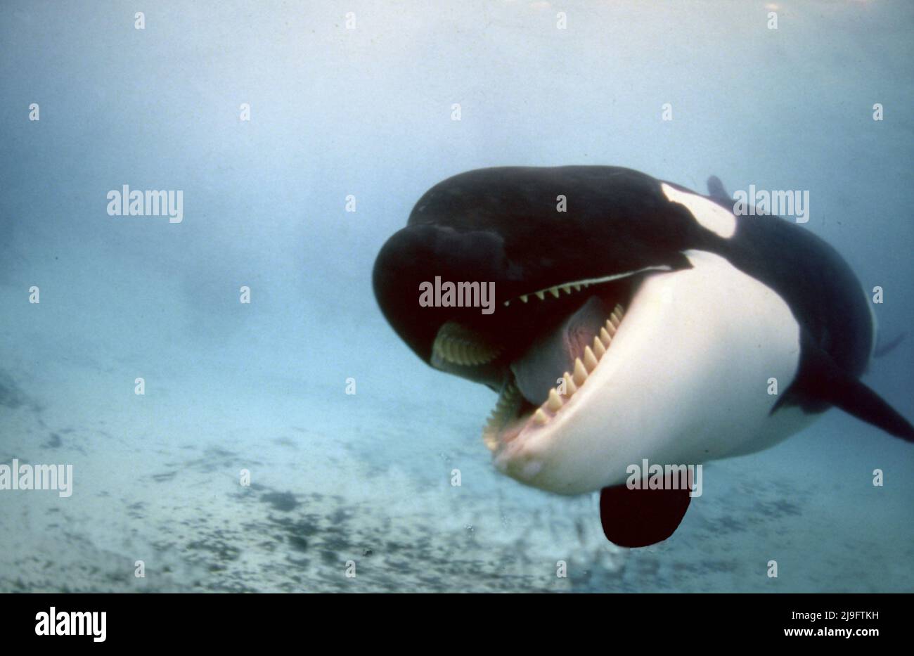 La balena killer, Orcinus orca, è una balena dentata della famiglia dei delfini, è il membro più grande, è riconoscibile per il suo motivo bianco e nero Foto Stock