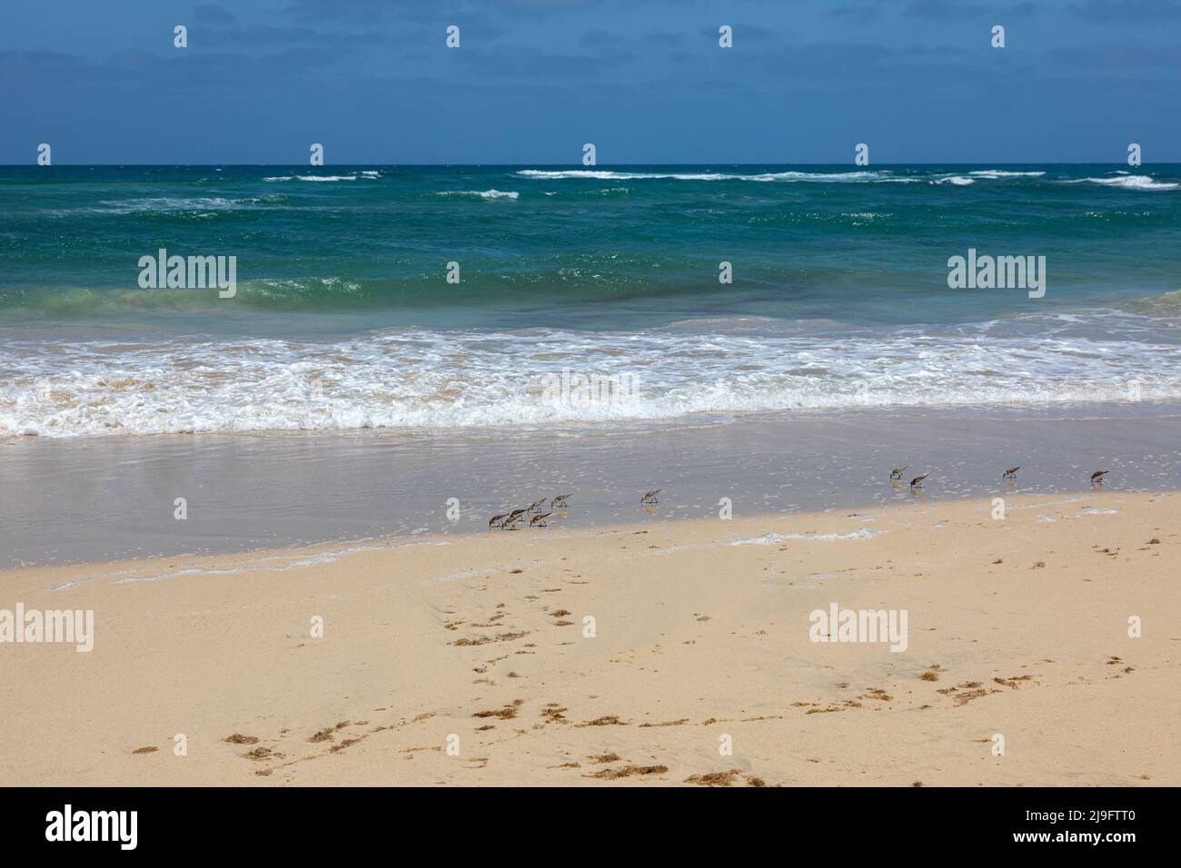 Sanderling sulla spiaggia di Kite, Santa Maria, Isola di SAL, Capo Verde, Isole di Cabo Verde, Africa Foto Stock